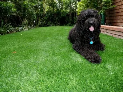 Pets on turf