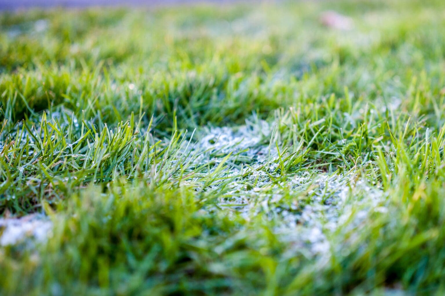 Tips For Maintaining Artificial Grass In Winter TigerTurf