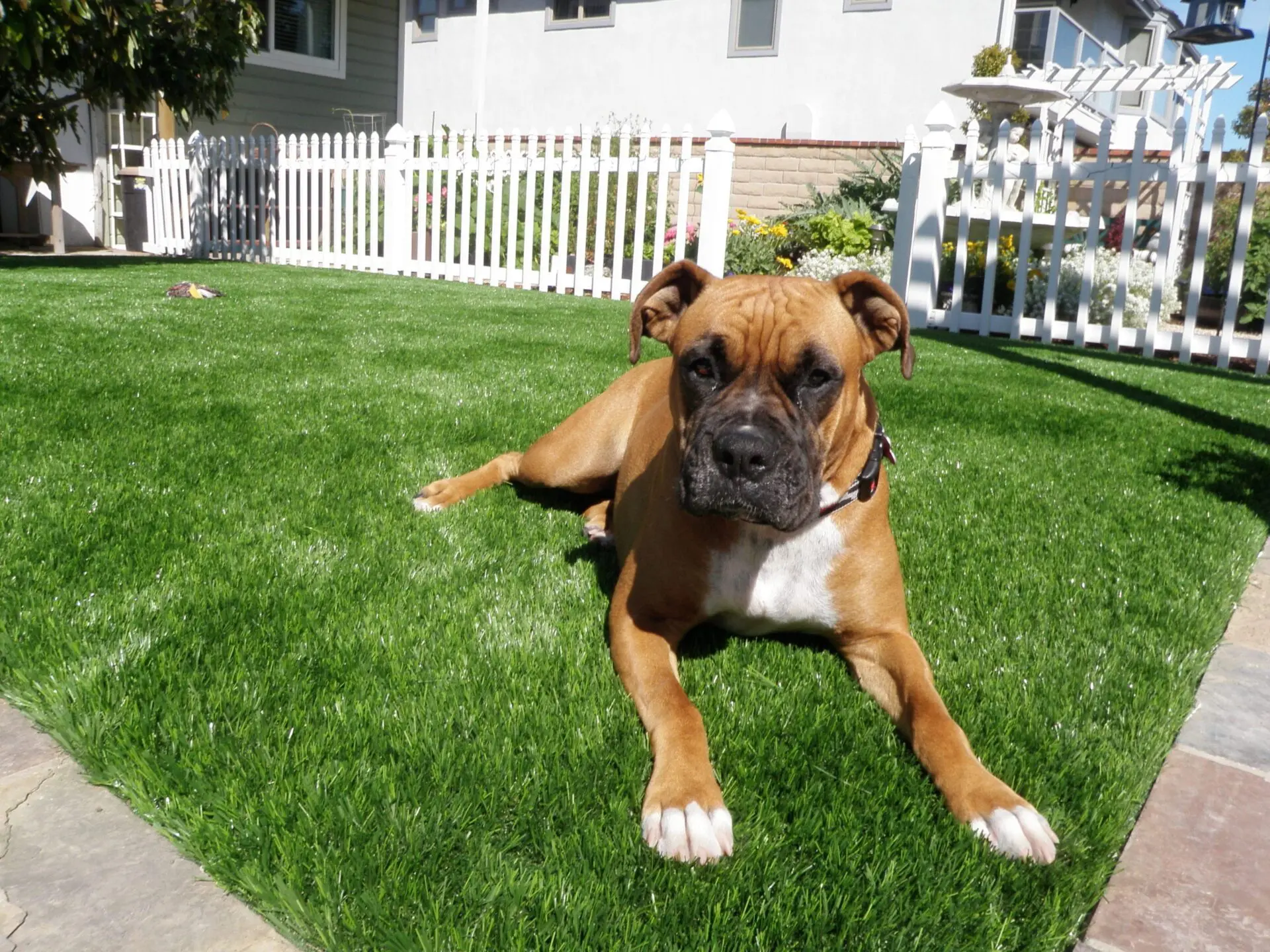 Dog on turf