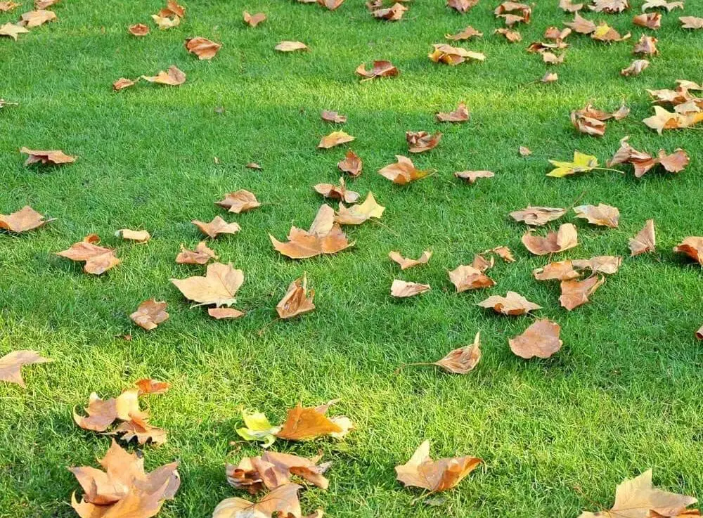 Residential landscape