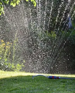 No watering
