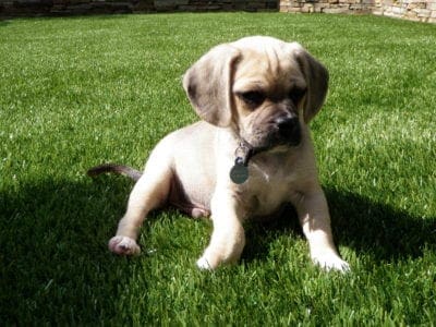Dog on turf