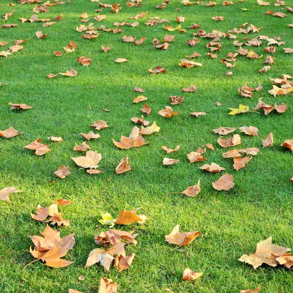 Grass and leaves