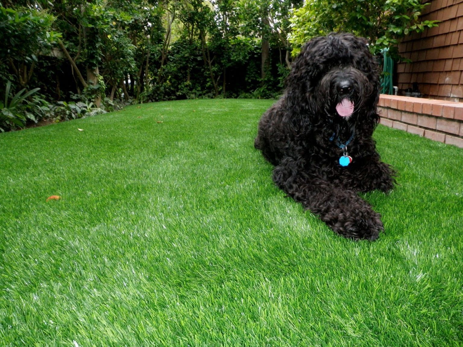 Is Synthetic Grass Suitable For Pets? TigerTurf