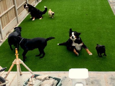 Dogs on turf and Residential turf