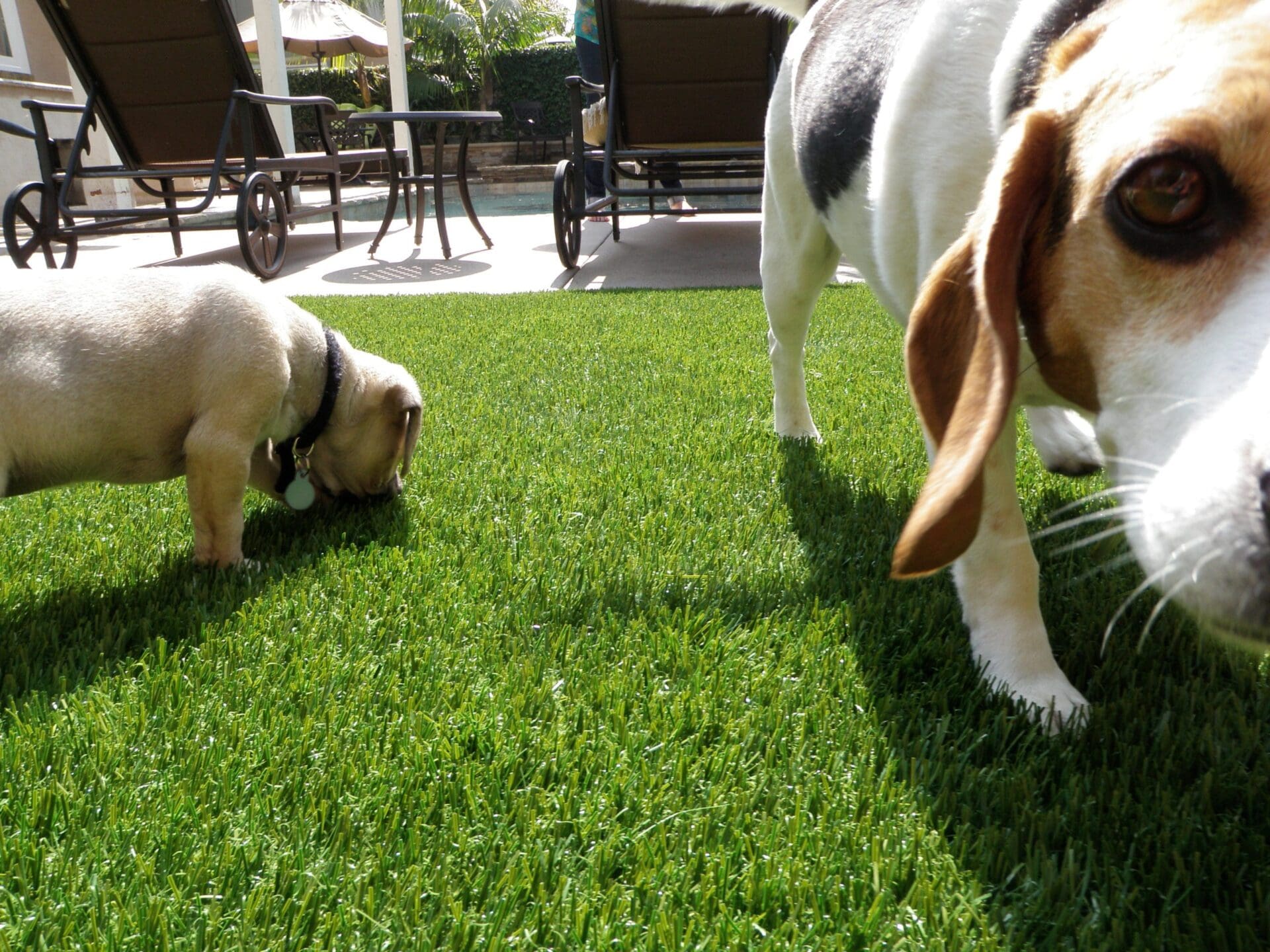Pets love synthetic turf grass